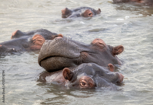 Family of hippos in the water, Saint Lucia, South Africa