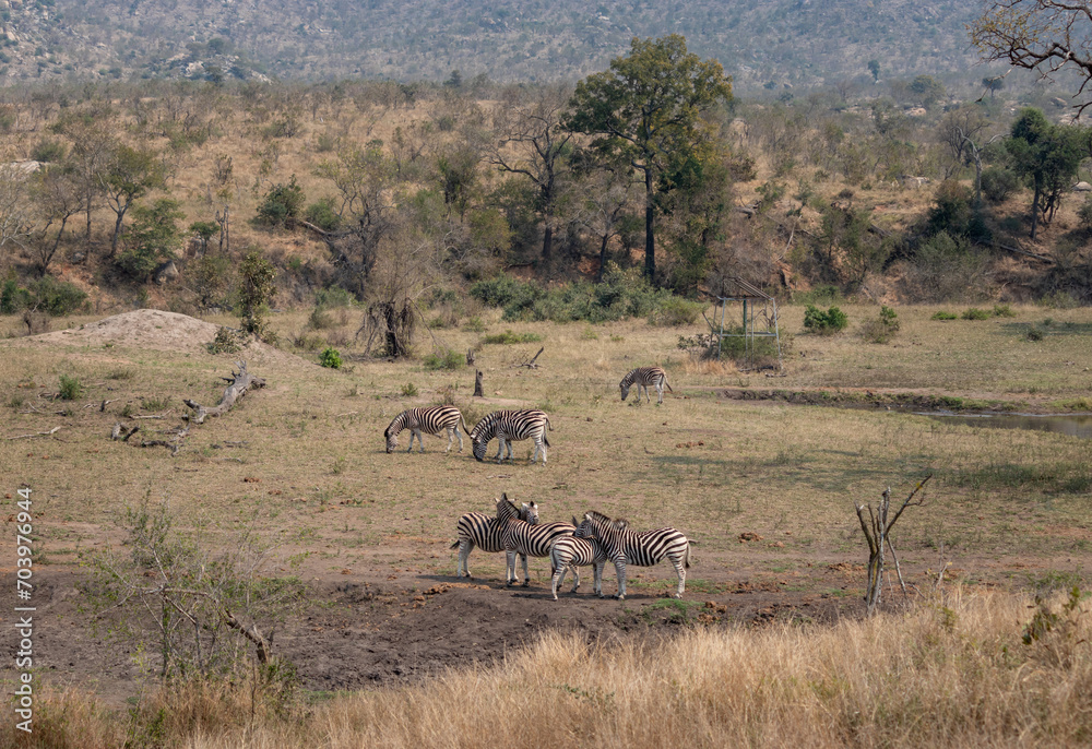 Herd of zebras at Kruger national park, South Africa