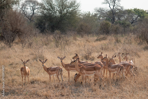 Herd of impalas at Kruger national park, South Africa