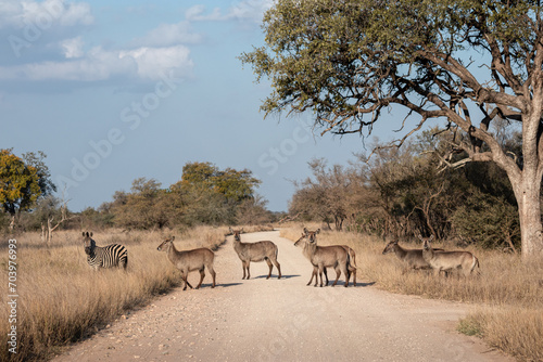 Herd of waterbucks crossing a road at Kruger national park  South Africa