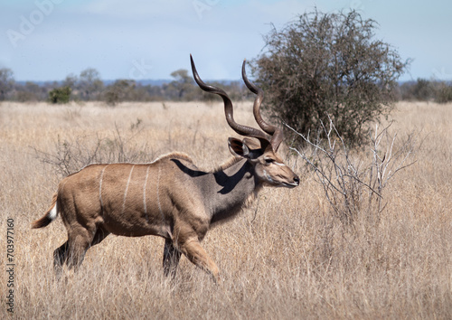 Male kudu wild mammal at Kruger national park, South Africa