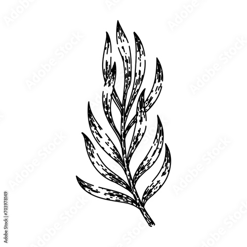 spice tarragon hand drawn. fresh estragon, food plant, leaf grass spice tarragon vector sketch. isolated black illustration