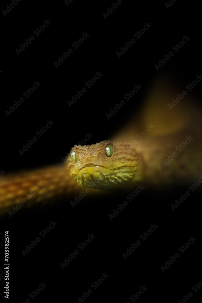 Fototapeta premium Snake