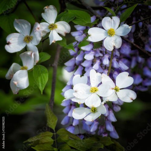 Wisteria and Dogwood blooms