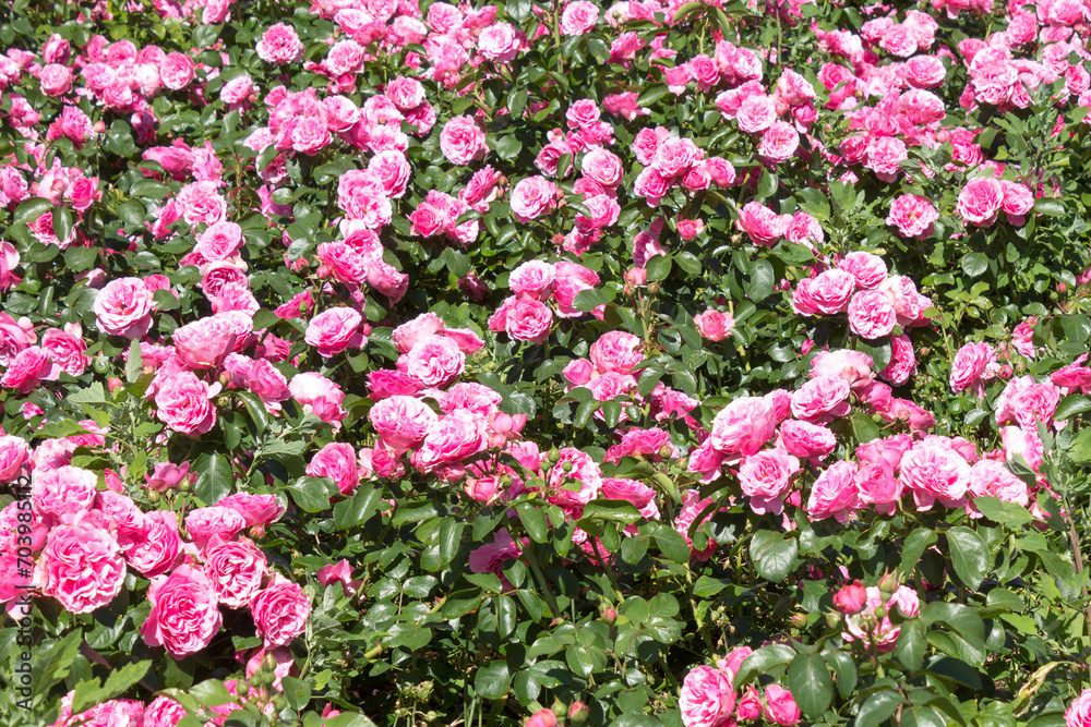 Obraz premium Continuously blooming rose rugosa, groundcover rose, Grothendorst variety.