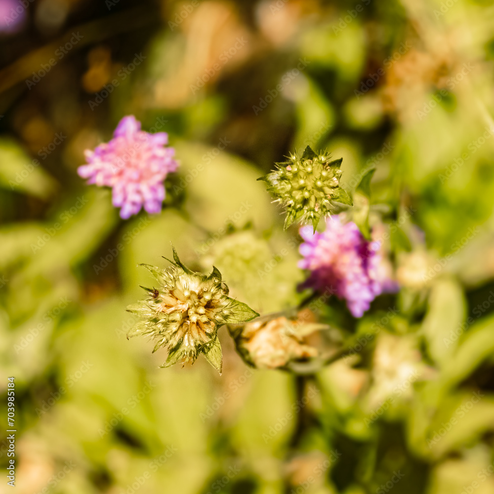 Beautiful alpine flowers at Mount Patscherkofel, Innsbruck, Tyrol, Austria Beautiful alpine flowers at Mount Patscherkofel, Innsbruck, Tyrol, Austria
