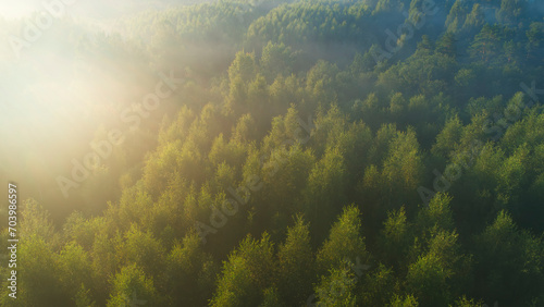 Aerial view of a misty dawn over the summer wild forest