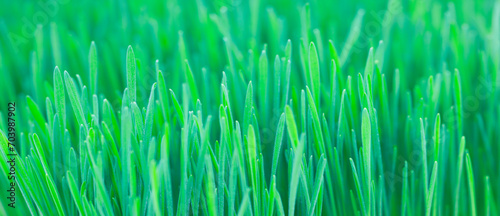 Green grass as a solid background for a page, template or web banner