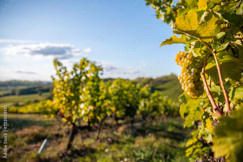 Vigne en automne en France, vignoble d'Anjou.