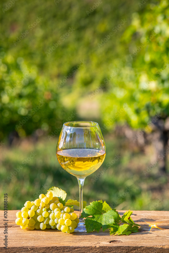 Fototapeta premium Verre de vin blanc dans les vignes et grappe de raisin dans un vignoble en France.