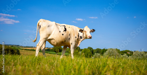 Troupeau de vache laitière en pleine nature dans la campagne de France.