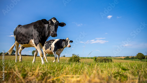 Troupeau de vache laitière en pleine nature dans la campagne de France.