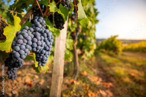 Grappe de raisin noir dans les vignes avant les vendanges en automne.