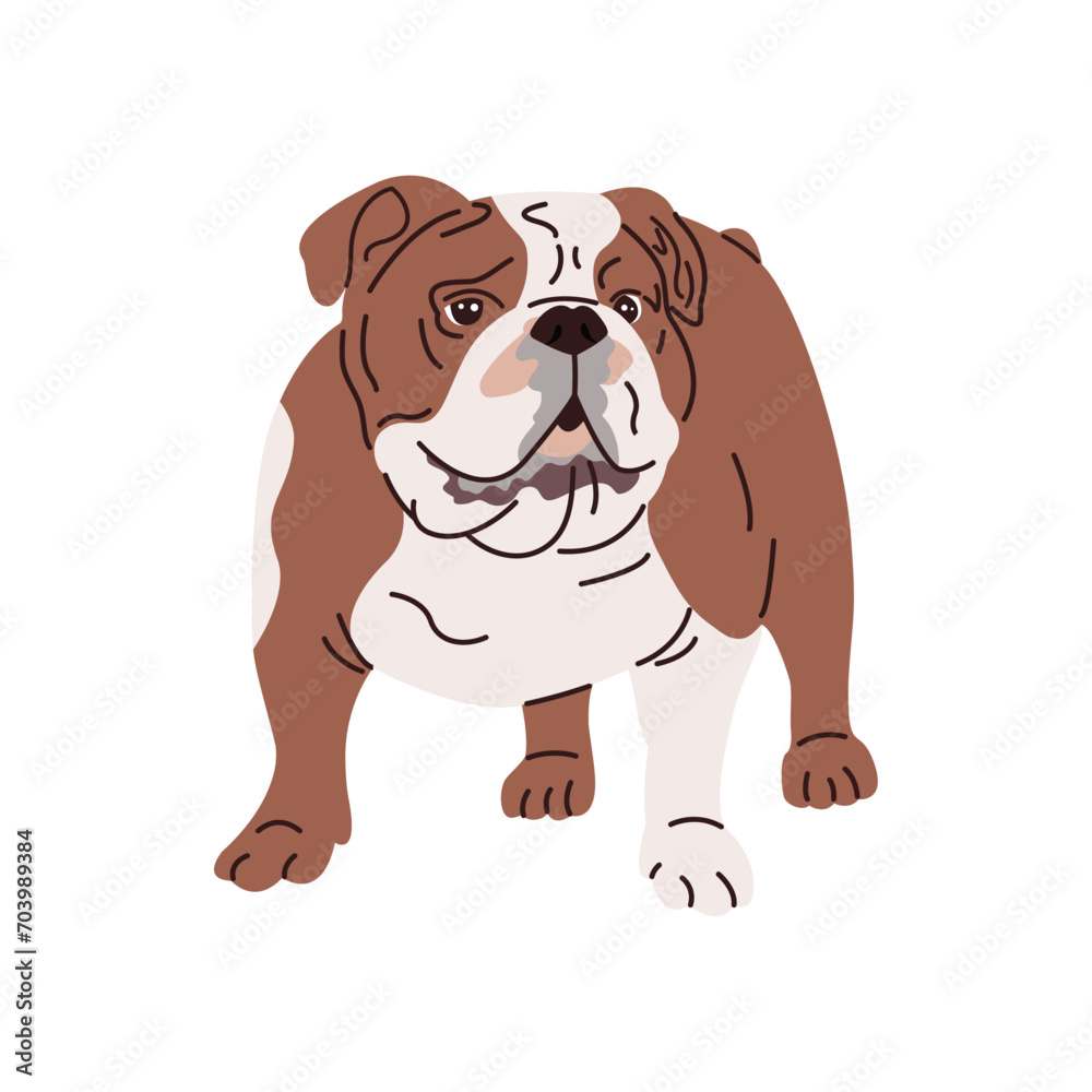 Portrait of English bulldog with wrinkled face. Serious British purebred bull dog with short hair and folded skin. Muscular doggy. Colored flat vector illustration isolated on white background
