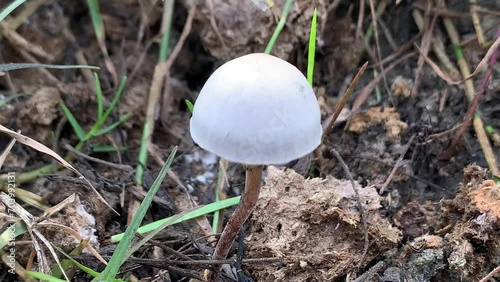 panaeolus campanulatus. Hazel Bolete mushroom (Leccinum pseudoscabrum) growing in the forest. This is a very common and widely distributed little white mushroom. Mushroom grow up in elephant excrement photo