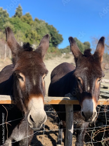 Donkey on ferme Corsica France