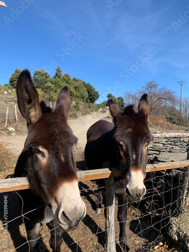 Donkey on a farm Corse France