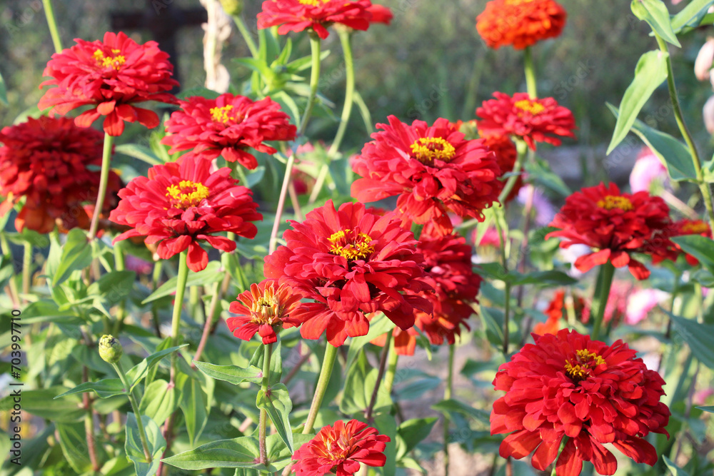 Zinnias (Majors) are blooming in a flower bed in the garden