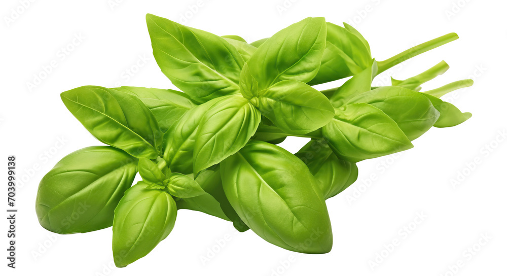 Fresh basil leaves cut out