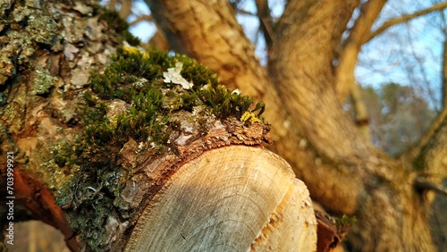 moss covered log