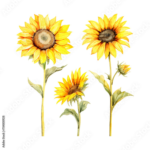 watercolor painting of sunflower four collection