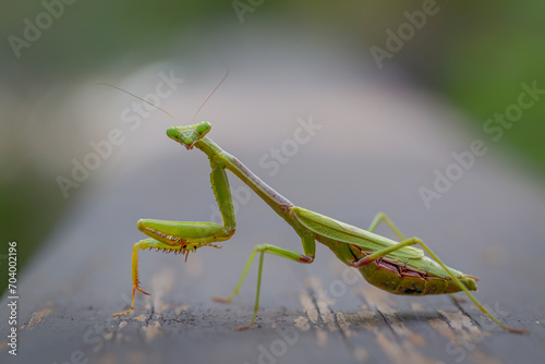 Praying Mantis staring at the camera. © Art Meripol