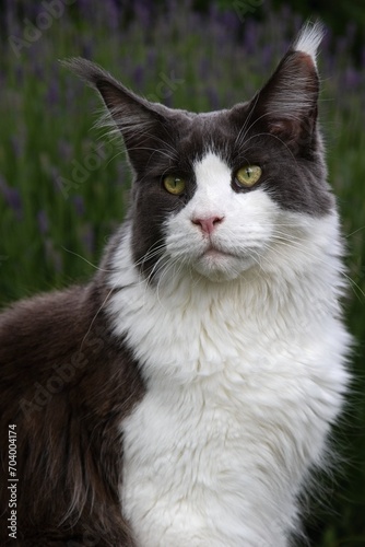 maine coon cat in the garden in summer