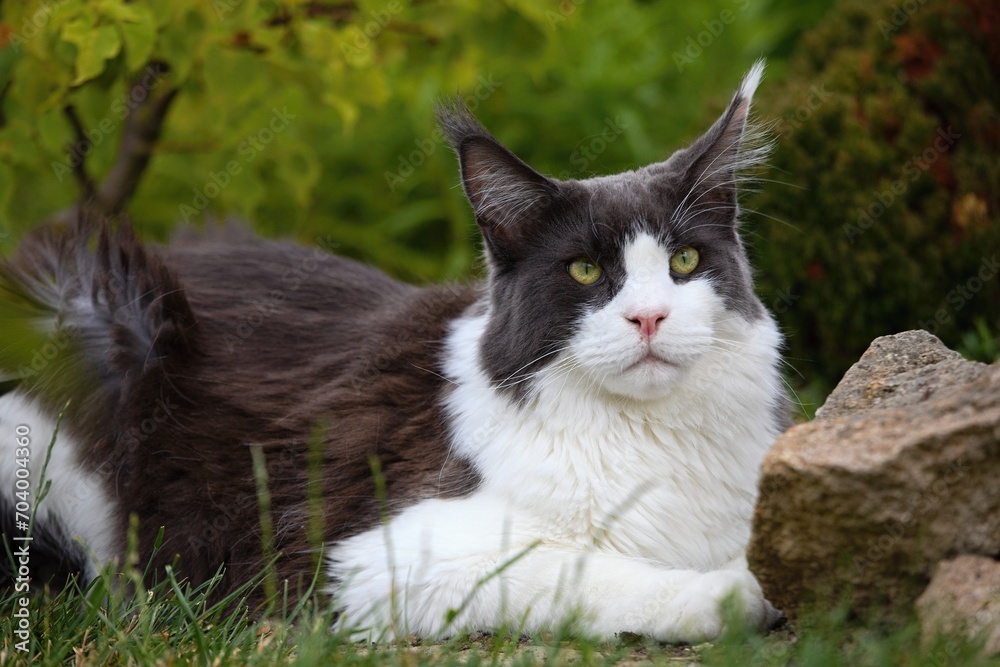maine coon cat in the garden in summer maine coon cat in the garden in summer