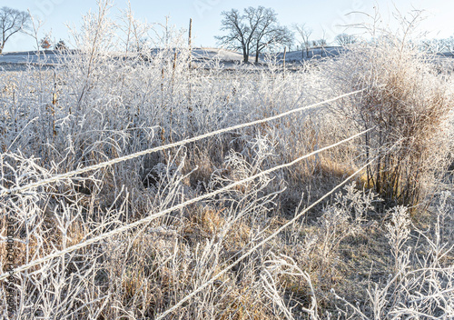 Heavy frost on plants and weeds along a barbless wire fence on a sunny day. photo