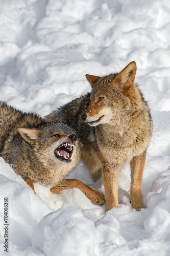 Coyote  Canis latrans  Shows Teeth to Packmate Winter