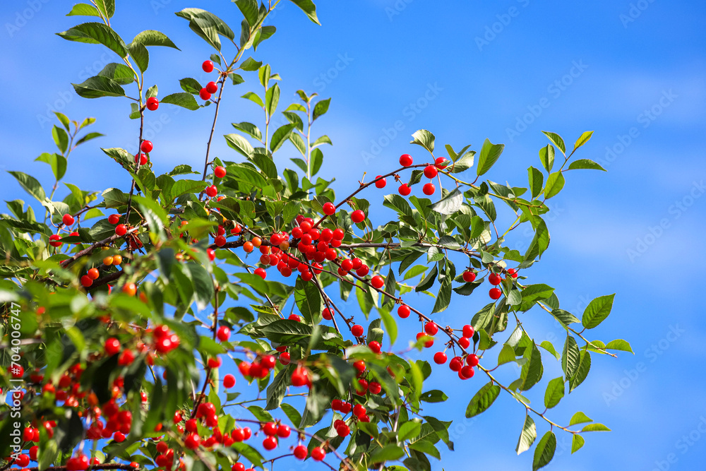 Branch of the cherry tree with unripe berries in the spring garden against clear blue sky as a background