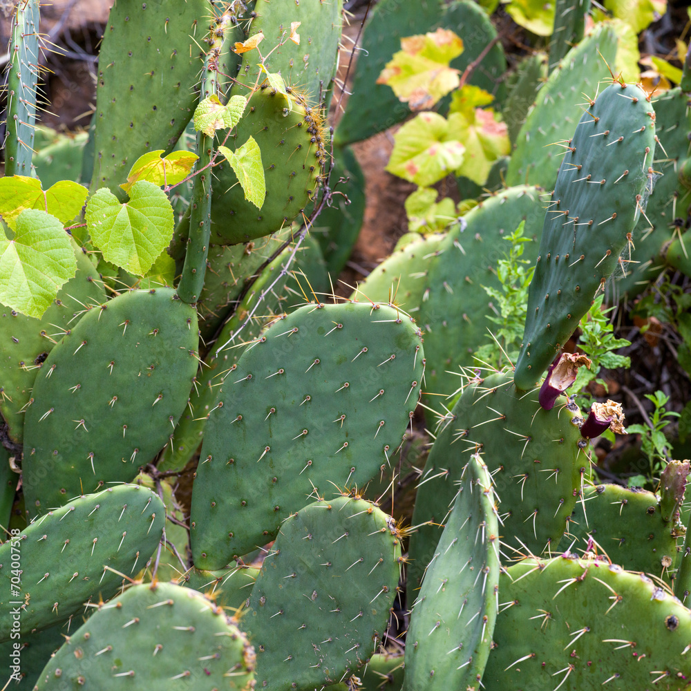Grand canyon cactus at Indian Garden Grand canyon cactus at Indian Garden