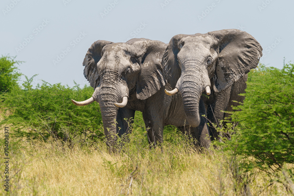 Two majestic bull elephants roaming the savanna of Makgadikgadi National Park in Botswana.