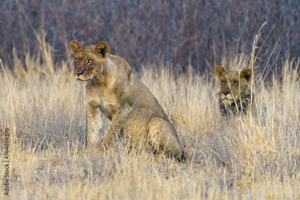 Fototapeta premium Two Lions in the Central Kalahari Game Reserve, Botswana.