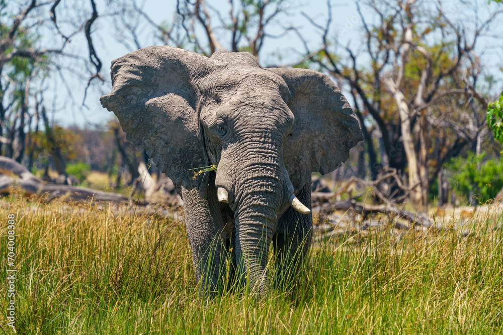 Majestic elephant bull stands tall in the Nxai Pan National Park in Botswana.