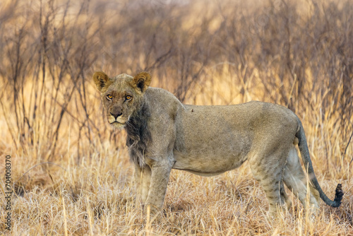 Majestic lion in the Central Kalahari Game Reserve in Botswana.