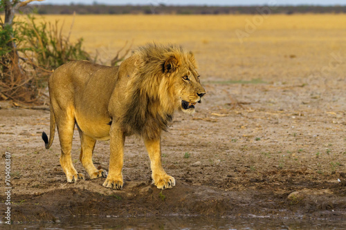 Fototapeta Naklejka Na Ścianę i Meble -  Majestic lion in the Central Kalahari Game Reserve in Botswana.
