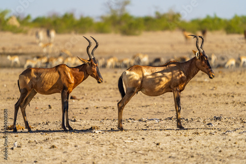 Two Hartebeest in the Central Kalahari Game Reserve, Botswana.