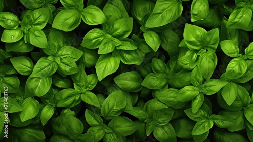 basil background 