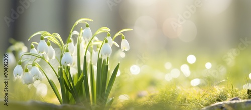 Spring snowflake, Leucojum vernum, in bright sunlight on a gentle background.