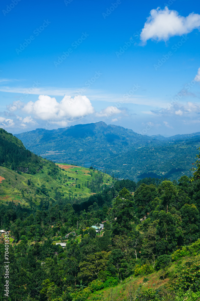 Landscape Views of Tea Fields in Nuwara Eliya