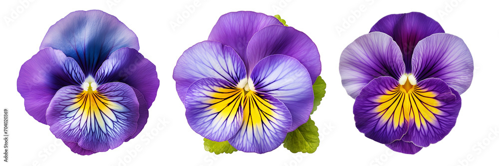 Set of pansy top view isolated on a transparent background