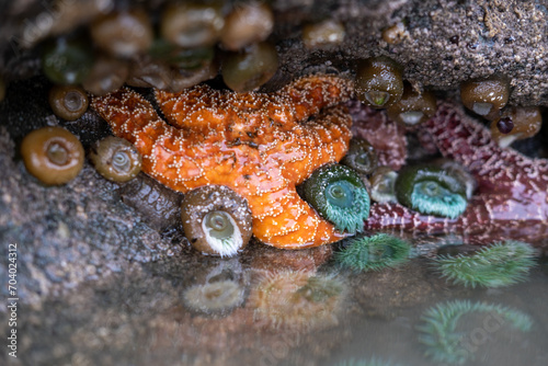 starfish on a rock