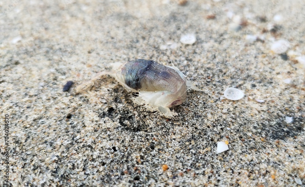 Dying tropical small sand flea, bug or insect washed up on beach shore sand. Marine aquatic invertebrate and arthropod organism living on the sea coast. Closeup macro top view. Dying tropical small sand flea, bug or insect washed up on beach shore sand. Marine aquatic invertebrate and arthropod organism living on the sea coast. Closeup macro top view.