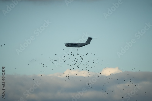 Wallpaper Mural RAF Royal Air Force Airbus A400M Atlas military cargo plane on a low-level cargo parachute drop exercise, passing behind large bird flock