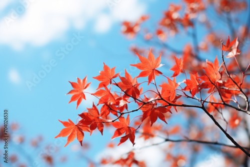  a tree branch with red leaves against a blue sky with a few puffy white clouds in the background 