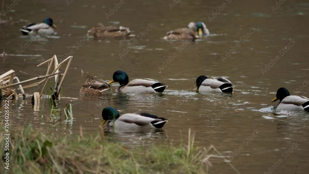 Ducks searching food. Duck on the pond. Duck swimming in water. Bird in water. River Mallard in slow motion. Bird search food forage. Ducks searching food. Duck on the pond. Duck swimming in water. Bird in water. River Mallard in slow motion. Bird search food forage.