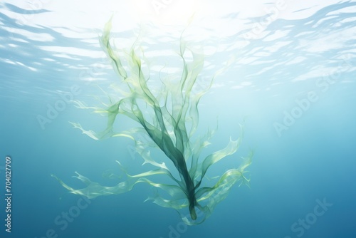  a close up of a sea weed in the water with sunlight shining on the bottom of the water and the bottom of the water in the bottom of the photo.