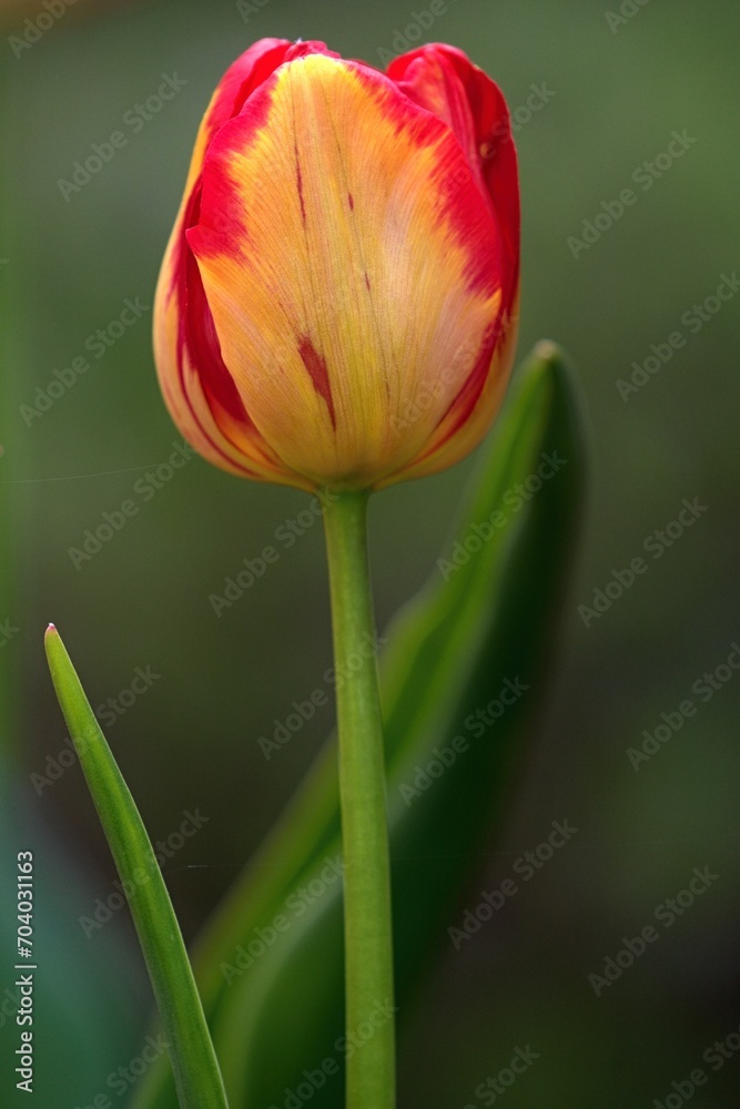 beautiful summer flower garden full of colorful flowers beautiful summer flower garden full of colorful flowers