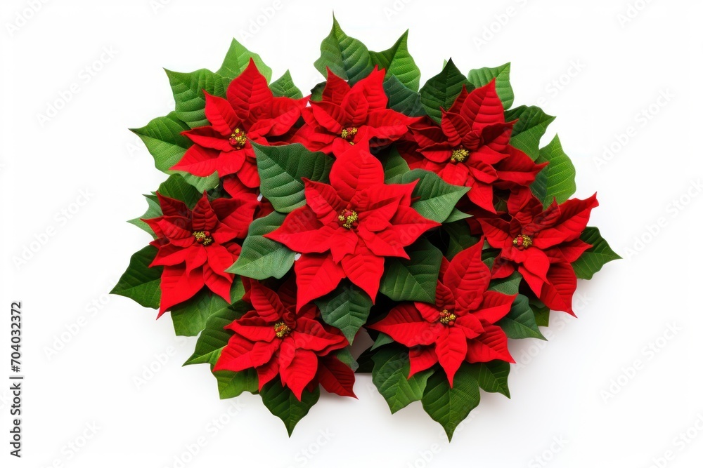a bunch of red poinsettias with green leaves on a white background, top view, flat layed out, with space for text ornament. a bunch of red poinsettias with green leaves on a white background, top view, flat layed out, with space for text ornament.